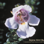Alpine Mint Bush Australian Bush Flower