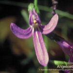 Angelsword Australian Bush Flower