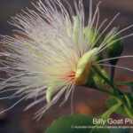 Billy Goat Plum Australian Bush Flower