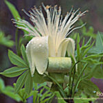 Boab Australian Bush Flower