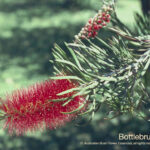 Bottlebrush Australian Bush Flower