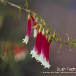 Bush Fuchsia Australian Bush Flower