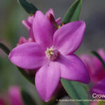 Crowea Australian Bush Flower