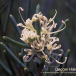 Dagger Hakea Australian Bush Flower