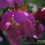 Dog Rose Australian Bush Flower