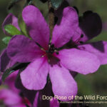 Dog Rose of the Wild Forces Australian Bush Flower