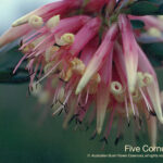 Five Corner Australian Bush Flower