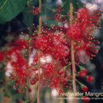 Freshwater Mangrove Australian Bush Flower