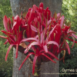 Gymea Lily Australian Bush Flower