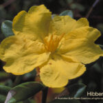 Hibbertia Australian Bush Flower