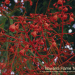 Illawara Flame tree Australian Bush Flower
