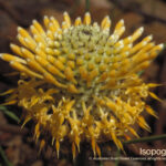 Isopogon Australian Bush Flower