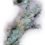 Lichen Australian Bush Flower