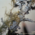 Lichen Australian Bush Flower