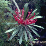 Monga Waratah Australian Bush Flower