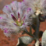 Mulla Mulla Australian Bush Flower