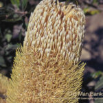 Old Man Banksia Australian Bush Flower