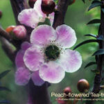 Peach Flowered Tea Tree Australian Bush Flower
