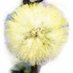 Sunshine Wattle Australian Bush Flower